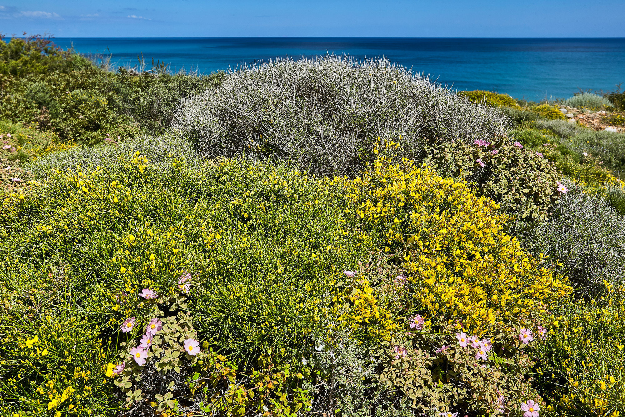 colorful maquis